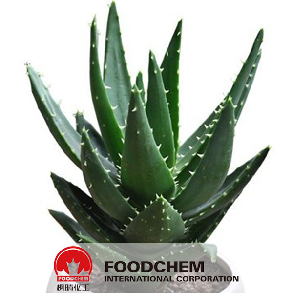 Aloe Vera Extract